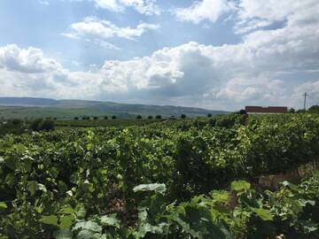 Фотографии Отели типа «постель и завтрак» Wineyards Salin г. Турда (Румыния) №1 Фото Отели типа «постель и завтрак» Wineyards Salin г. Турда 1